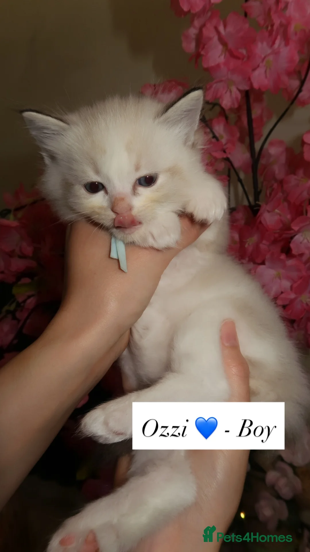 Ragdoll cats for sale: Bicolor/Lynx Ragdoll Kittens - TICA Registered  - Advert 37