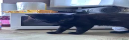Bombay cats for sale: Prince - Advert 7
