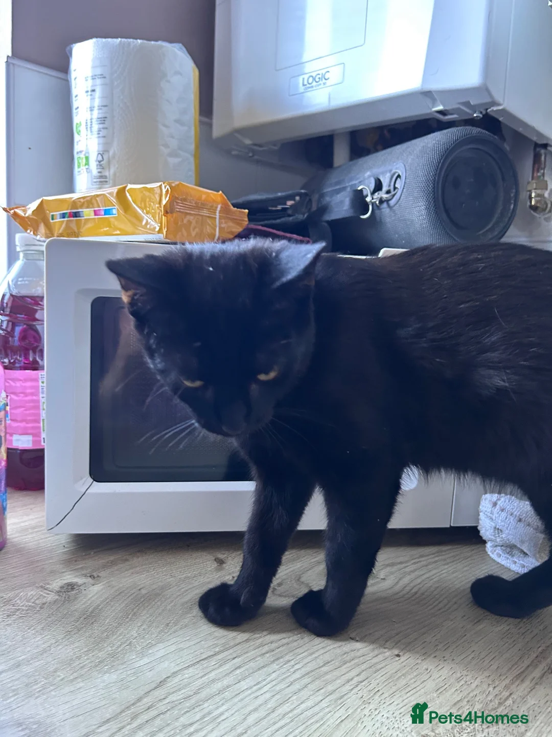 Bombay cats for sale: Prince - Advert 7