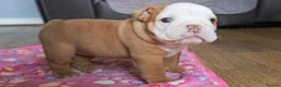 English Bulldog dogs for sale: ENGLISH BULLDOG  - Advert 9