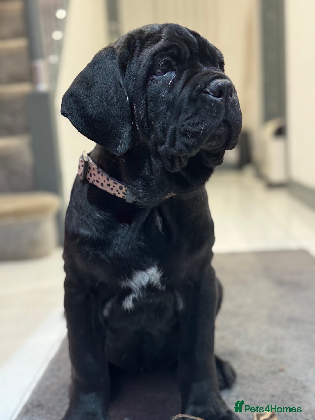 Neapolitan Mastiff dogs for sale:  3 black girl Neapolitan mastiff puppie Newcastle  - Advert 9