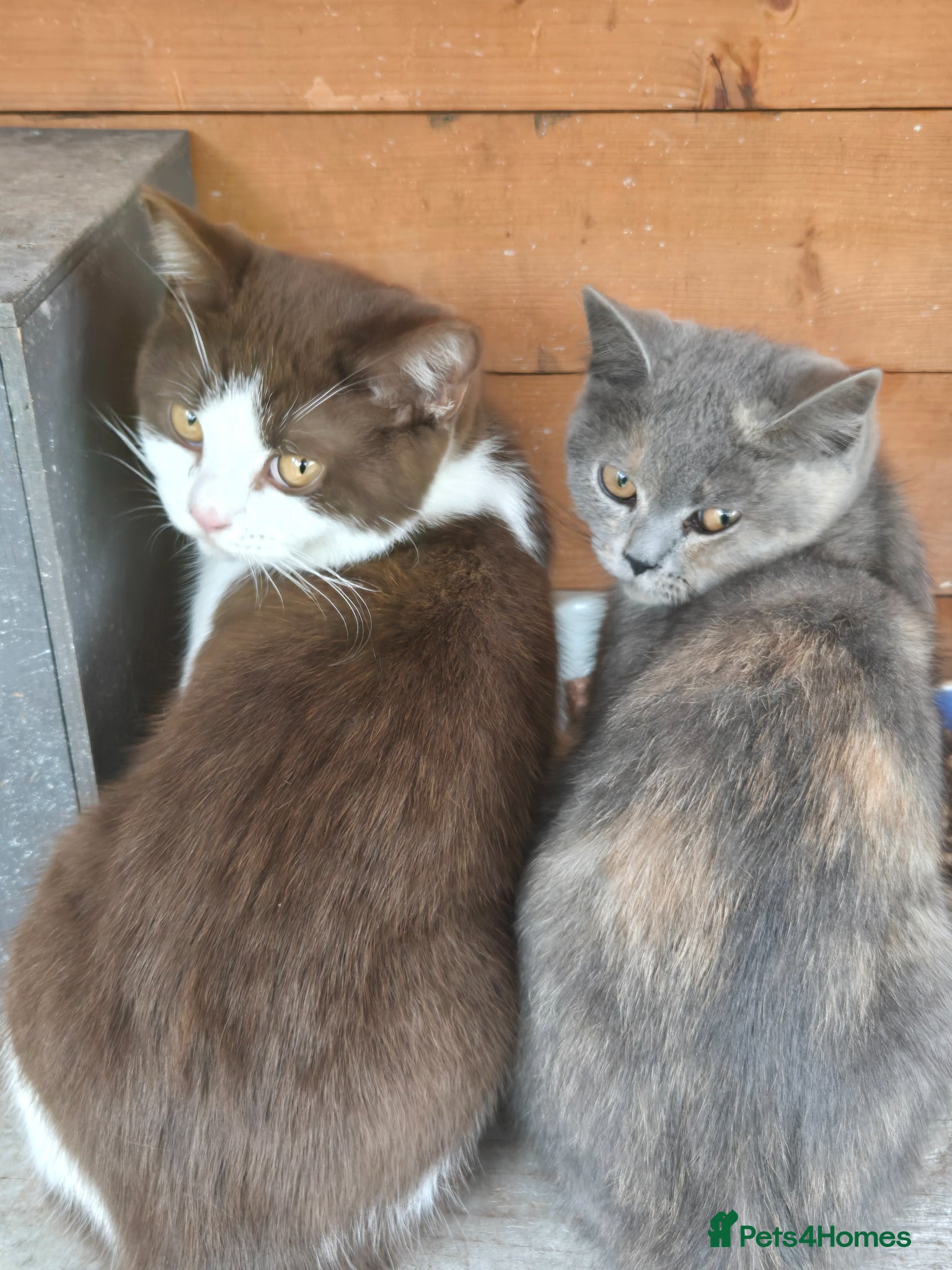 British Shorthair cats for sale: ❤️REDUCED TICA REG❤️ - Advert 2