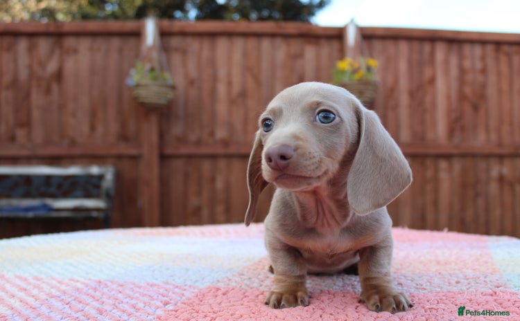 Miniature Dachshund dogs - Advert 8