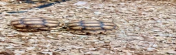 Tortoise reptiles for sale: Baby Sulcata Hatchlings - Advert 3