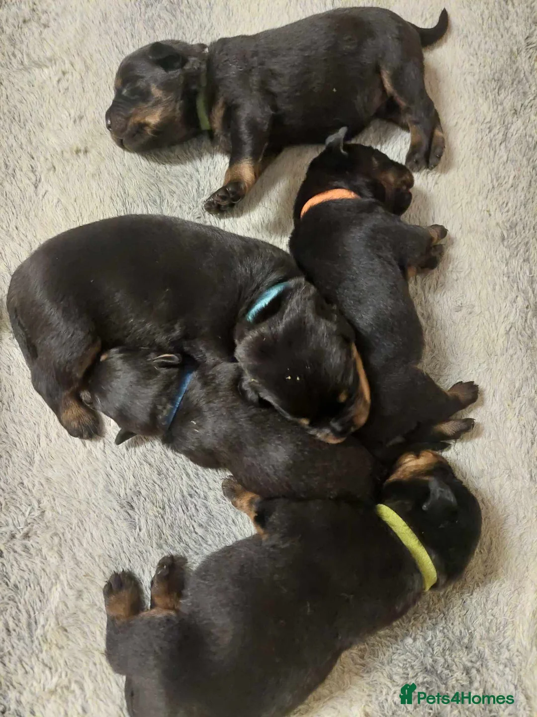 Rottweiler dogs for stud: proven rottweiler stud in Barnsley - Advert 25