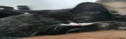 Mixed Breed cats for sale: 2 beautiful kittens for sale  - Advert 9