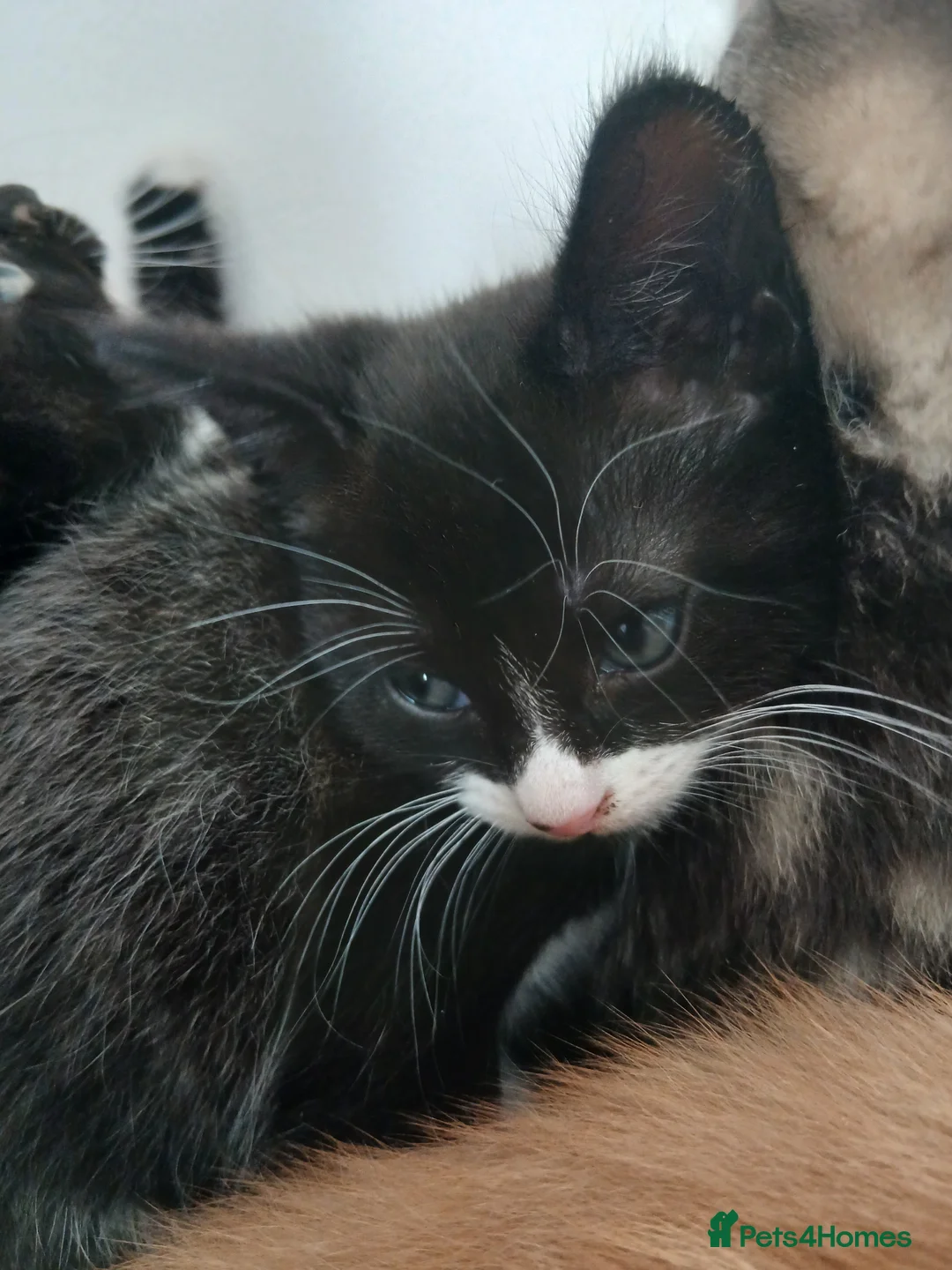 Mixed Breed cats for sale: 2 beautiful kittens for sale  - Advert 9