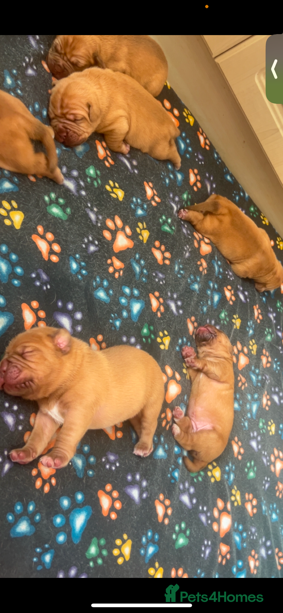 Dogue De Bordeaux dogs for sale: FULL PEDIGREE 🦁 Dogue de Bordeaux pups ( French ) - Image 2