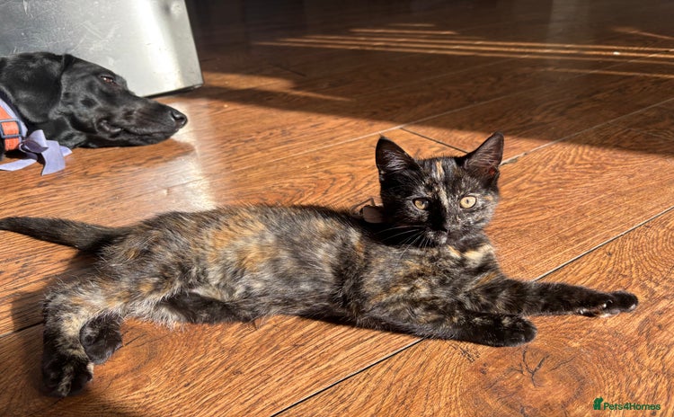 Mixed Breed cats - Advert 1