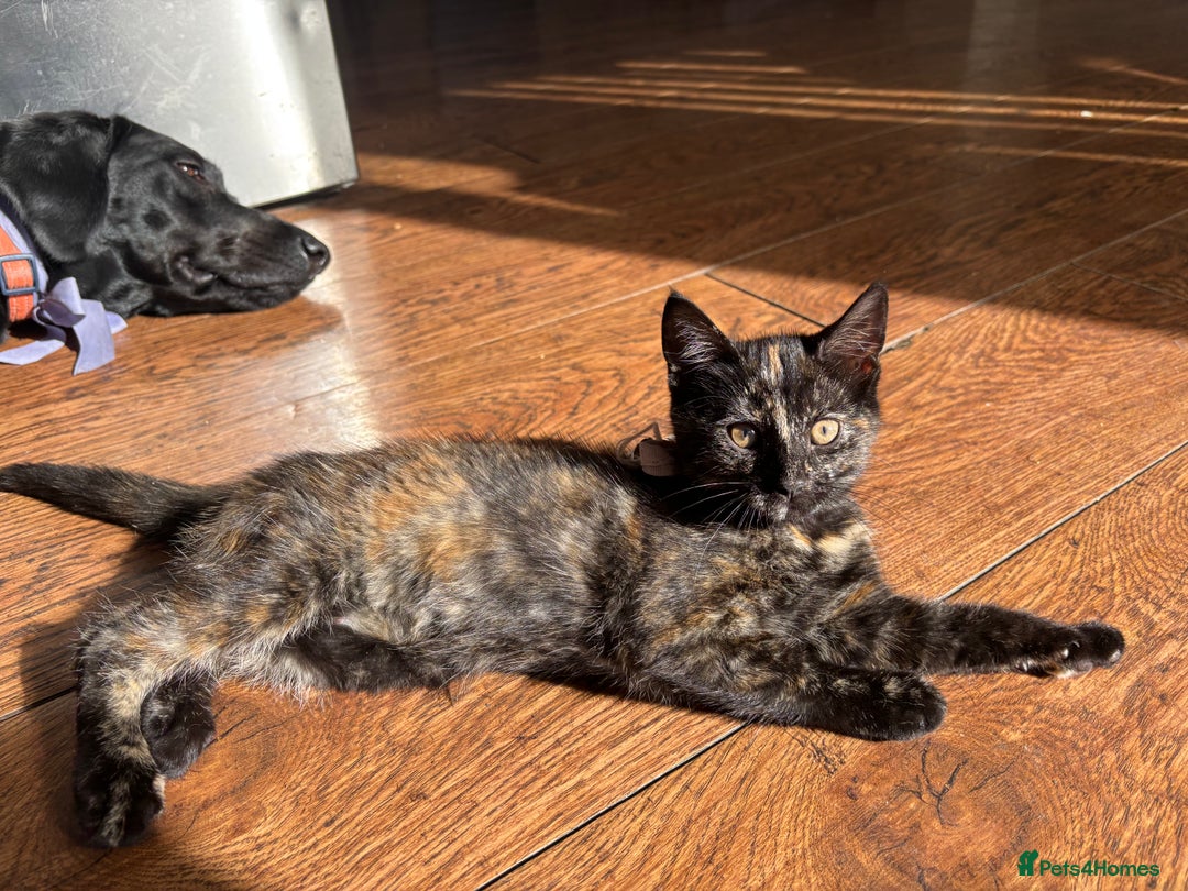 Mixed Breed cats for sale: 1/4 Maine Coon x playful, dog friendly girl - Image 1
