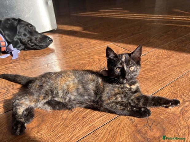 Mixed Breed cats - Advert 3