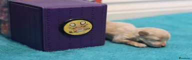 Maltipoo 3