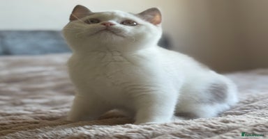 British Shorthair cats - Advert 8