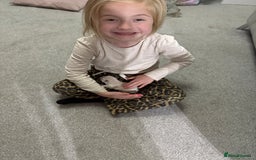 Chihuahua dogs for sale: Chihuahua puppies  - Image 12