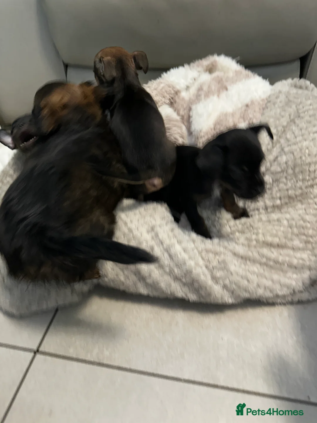 Mixed Breed dogs for sale: French Jacks x 5 - Advert 4