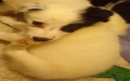 Border Collie dogs for sale: Beautiful Border Collie pups - Image 8