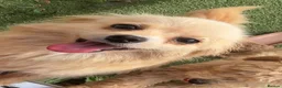 Pomeranian dogs for sale: 3 stunning Pomeranian puppies for sale  - Advert 6