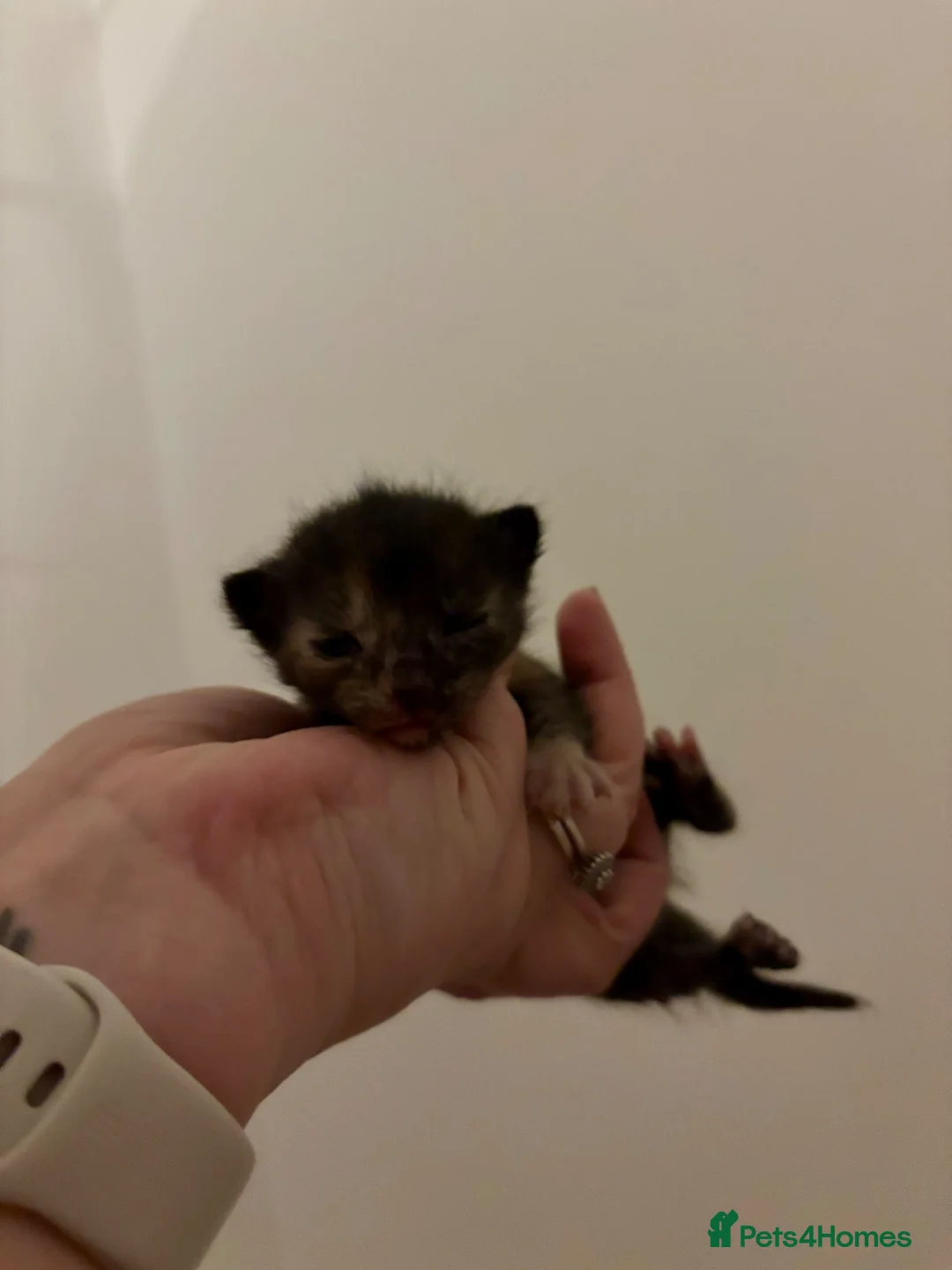 Mixed Breed cats for sale: Kittens available end of October  - Advert 2