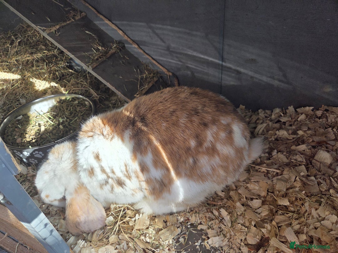 French Lop rabbits for sale: GENTLE GIANTS URGENTLY NEED NEW HOMES - Image 5