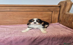 Cavalier King Charles Spaniel dogs for sale: Cavalier King Charles Spaniels - Image 14
