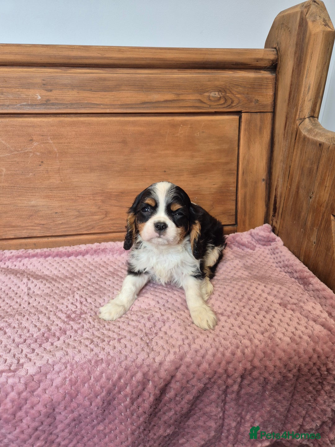Cavalier King Charles Spaniel dogs for sale: Cavalier King Charles Spaniels - Image 14