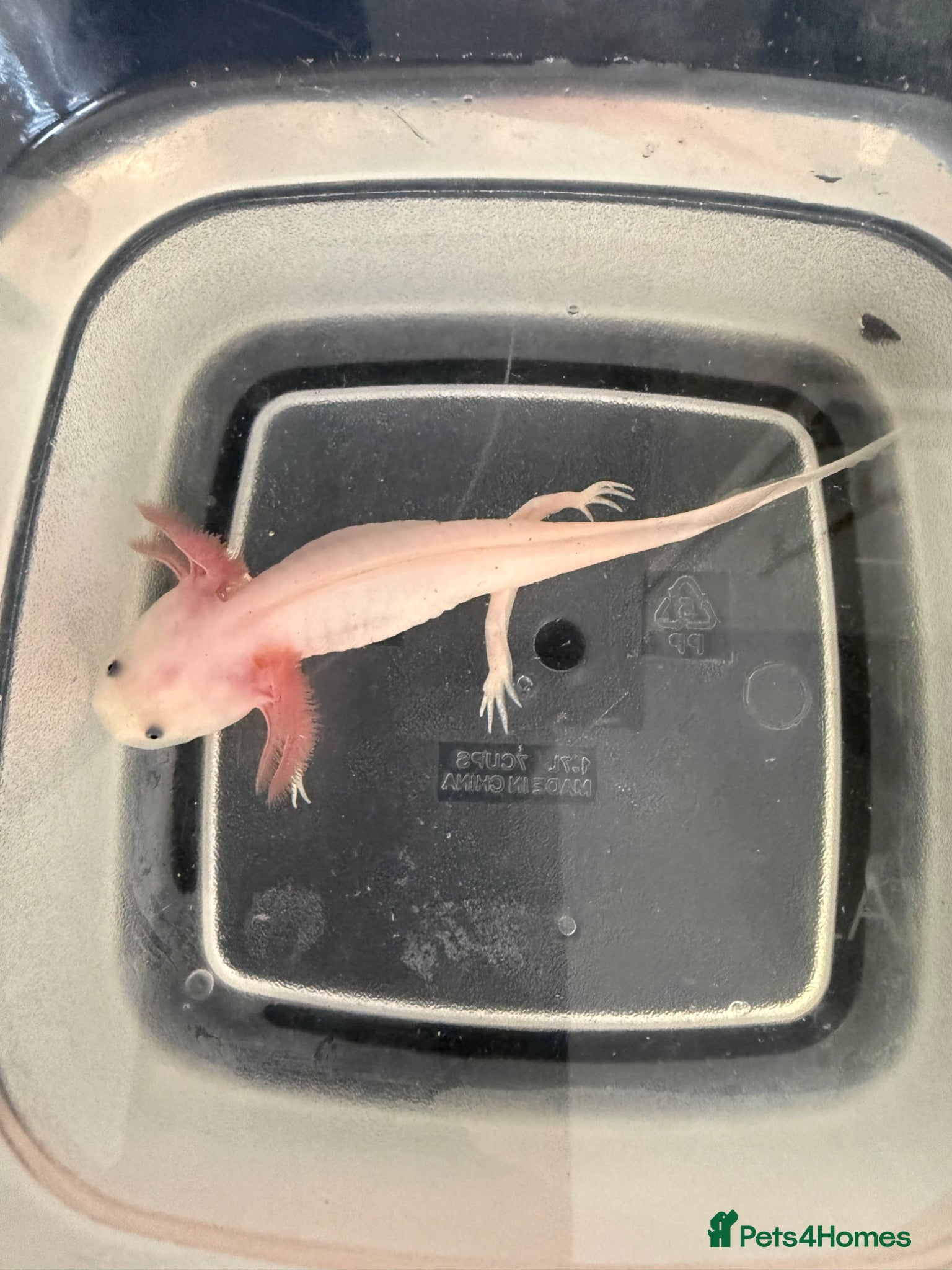 Axolotl reptiles Pink and spotty axolotl  - Advert 3