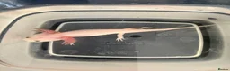 Axolotl reptiles for sale: Pink and spotty axolotl  - Advert 1