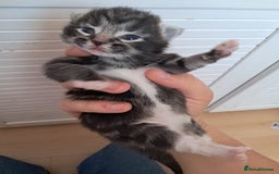 Mixed Breed cats for sale: Last female ready Wednesday - Image 13