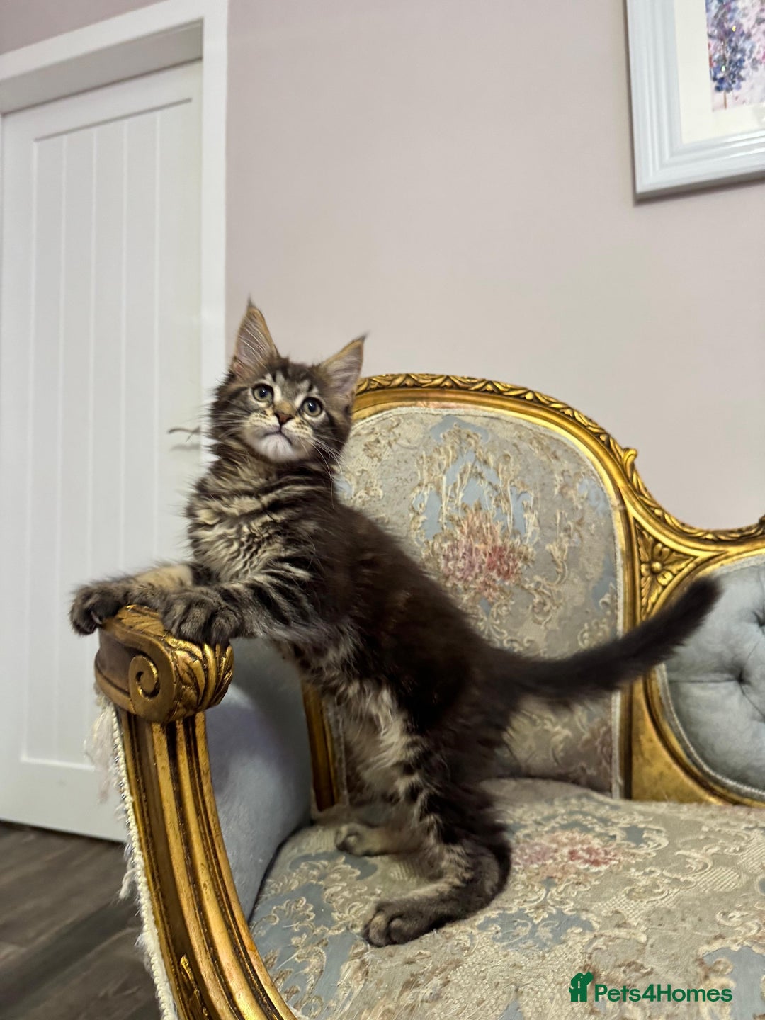 Maine Coon cats for sale: Maine Coon Kittens 🏆 20+ gen 🧬 pedigree 🎄🎄🎄 - Advert 13