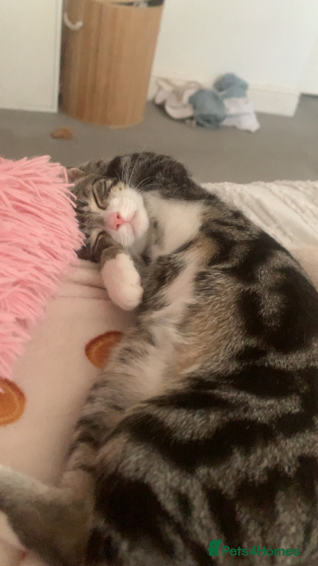 American Shorthair cats for sale: 4 months old grey and black cat  - Image 4