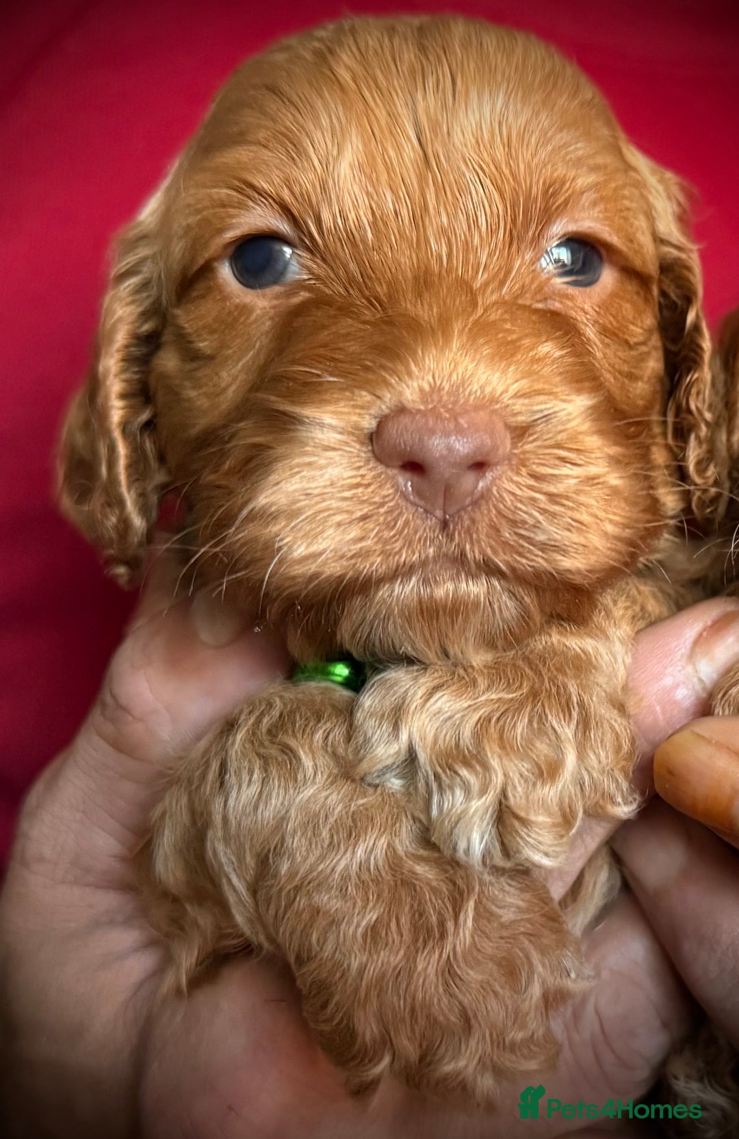 Cockapoo dogs for sale: Charming Mini Toy Cockerpoo puppies Boys 💙 - Advert 11