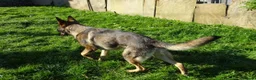German Shepherd dogs for sale: Exceptional GSD Kc Czech working line  - Advert 15