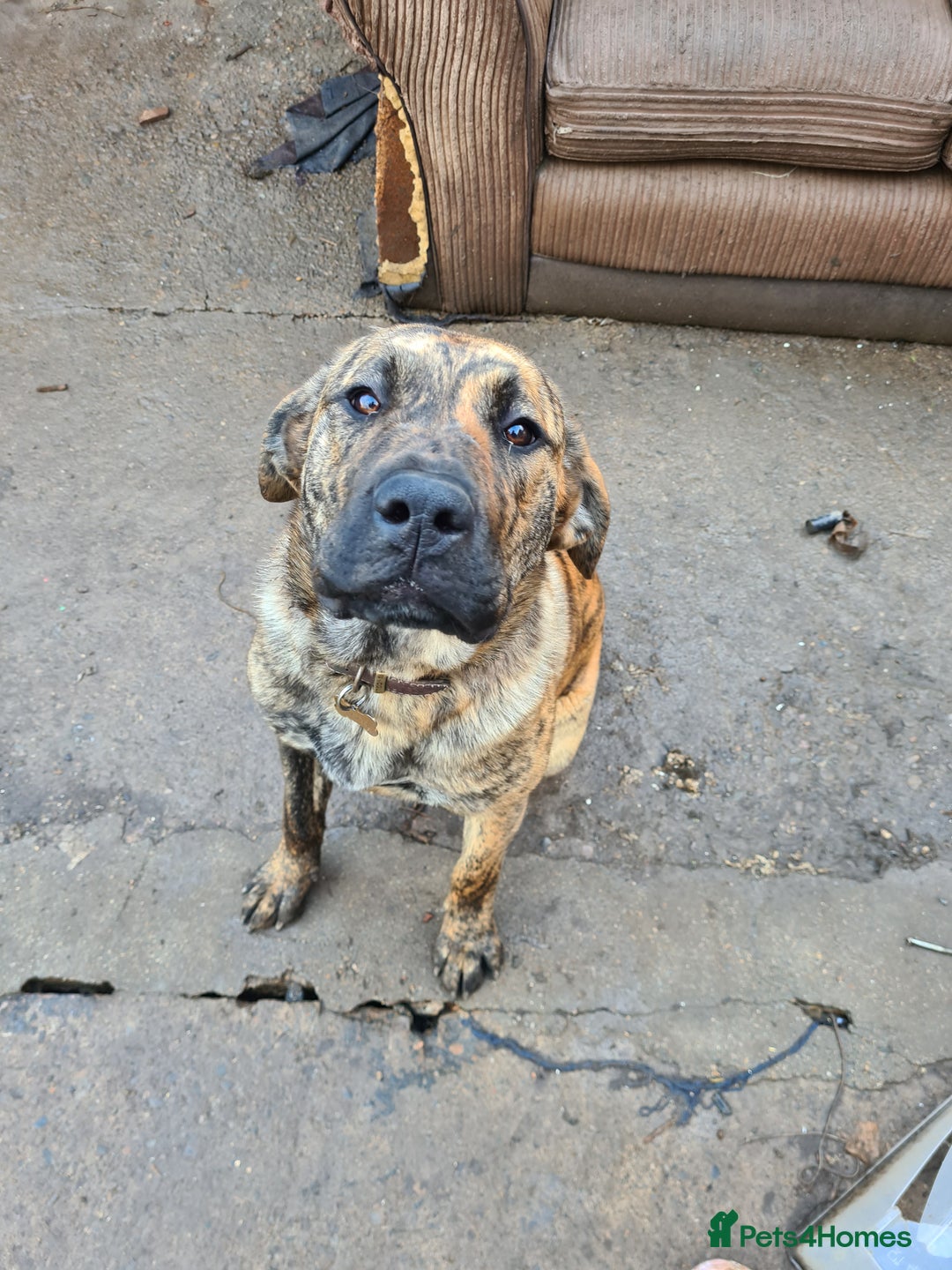 Mixed Breed dogs for sale: 9month old pup called Coco - Advert 7