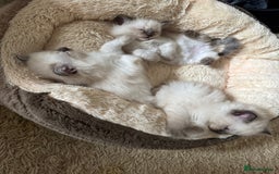 Ragdoll cats for sale: Beautiful Ragdoll Kittens - Advert 20