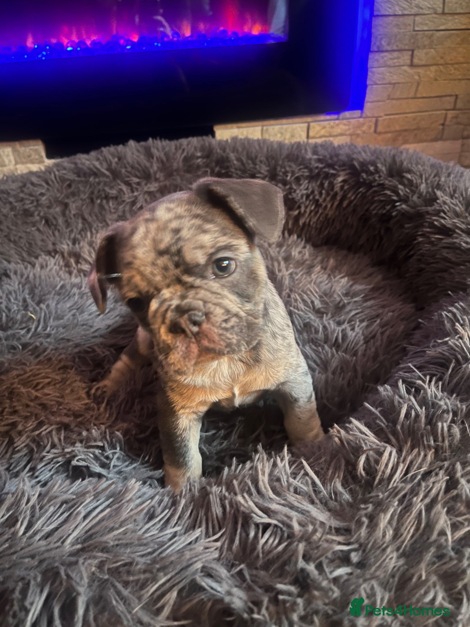 French Bulldog dogs French Bulldog merle girl left - Advert 4