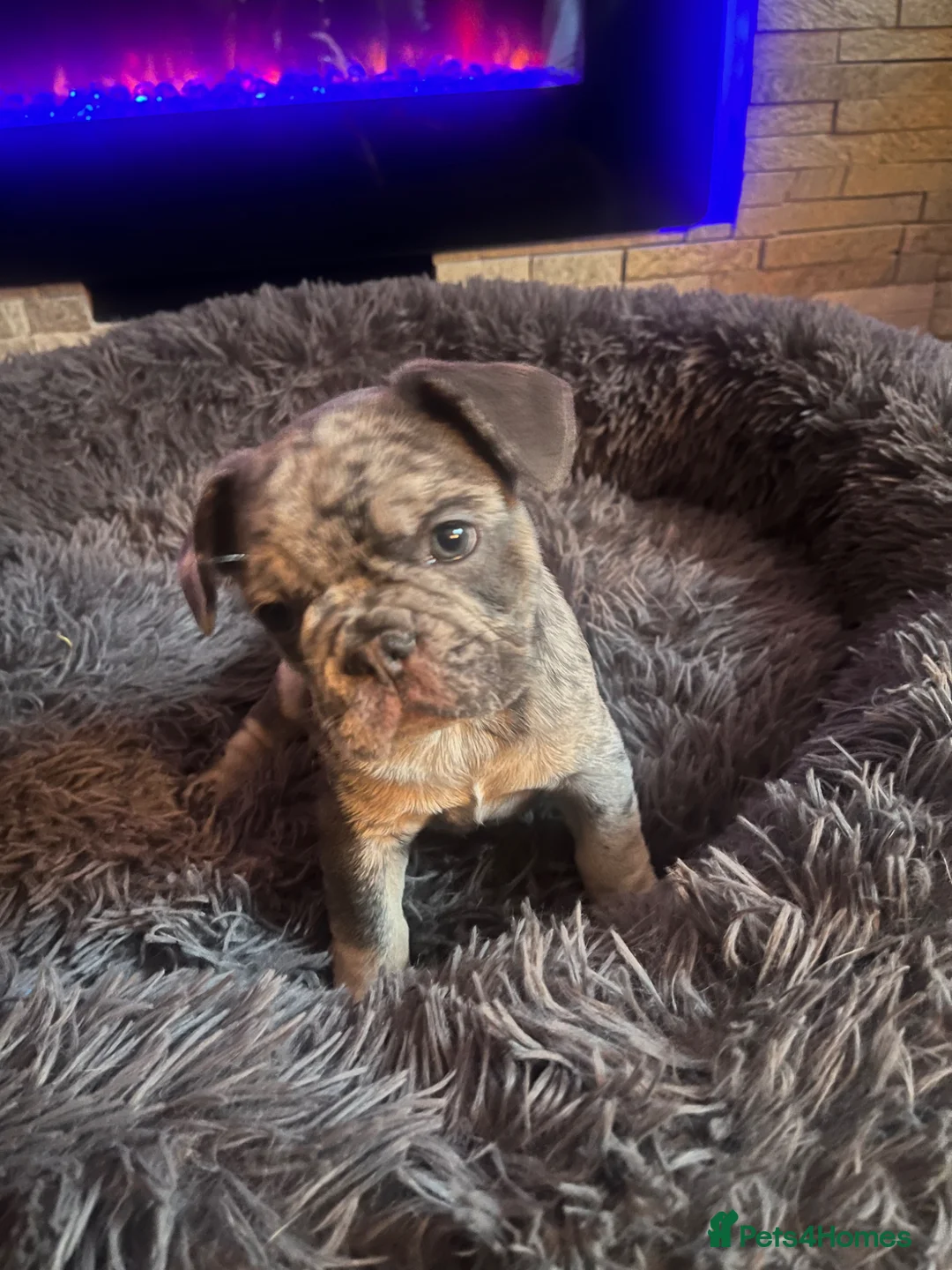 French Bulldog dogs for sale: French Bulldog merle girl left - Advert 2