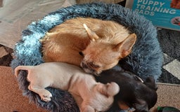 Mixed Breed dogs for sale: Cream puppy  - Image 4