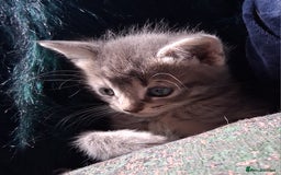 Mixed Breed cats for sale: Awesome Spotty Dotty Silver  Blue Bengal x Kittens - Image 10