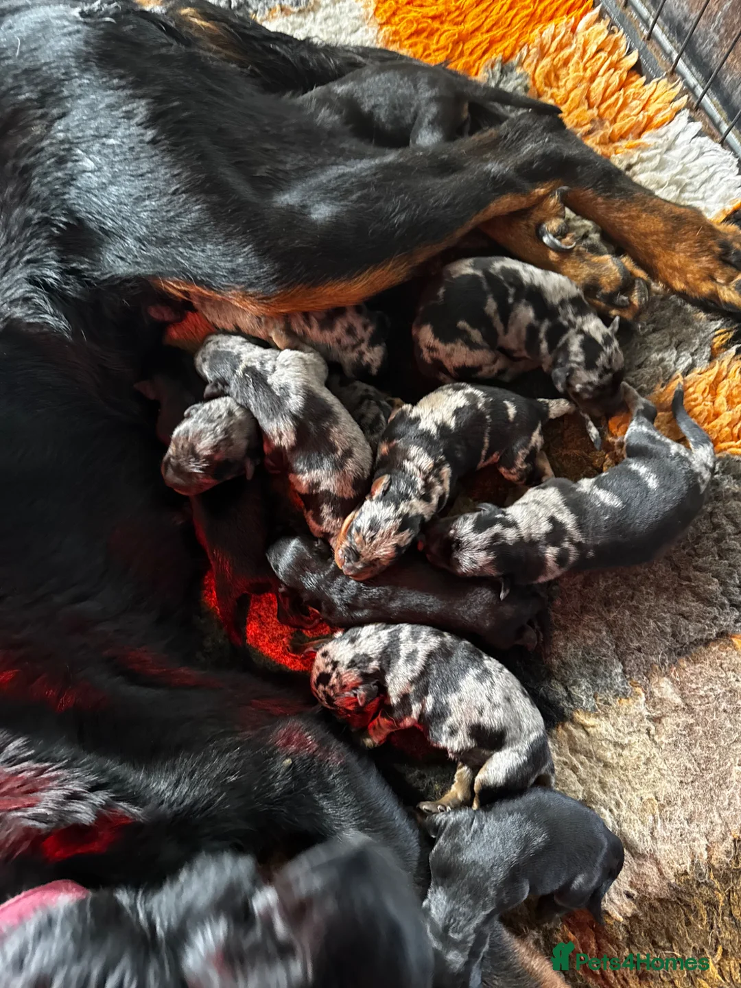 Beauceron dogs for sale: 🌟Merdelaine Beaucerons🌟extensively tested litter - Advert 2