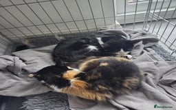 Domestic Shorthair cats for sale: 5 month old sisters looking for new home - Image 3