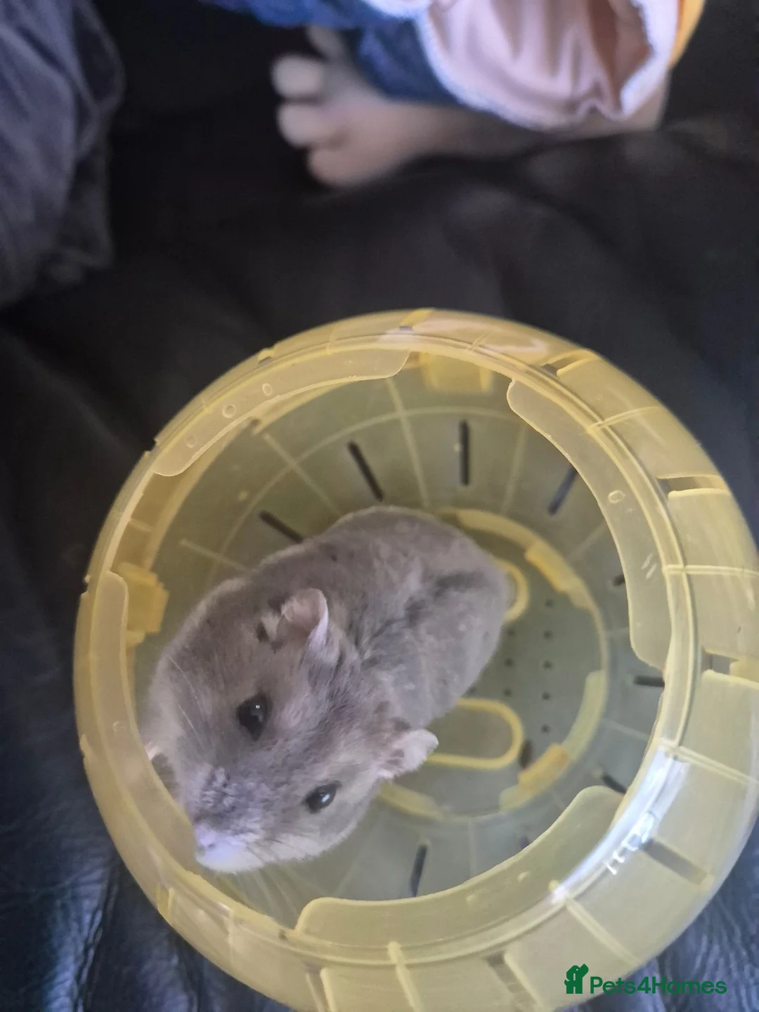 Hamster rodents for sale: Hamster in Spalding - Advert 3