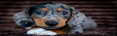 Miniature Dachshund 1