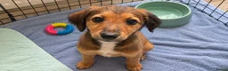 Lurcher dogs for sale: 4 beautiful girls looking for there forever homes  - Advert 12