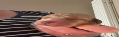 Cockapoo 1