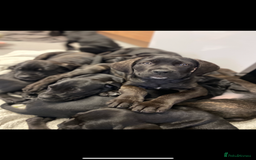 Cane Corso dogs for sale: 🐾 Beautiful Cane Corso Puppies – Ready Soon! 🐾 - Advert 8