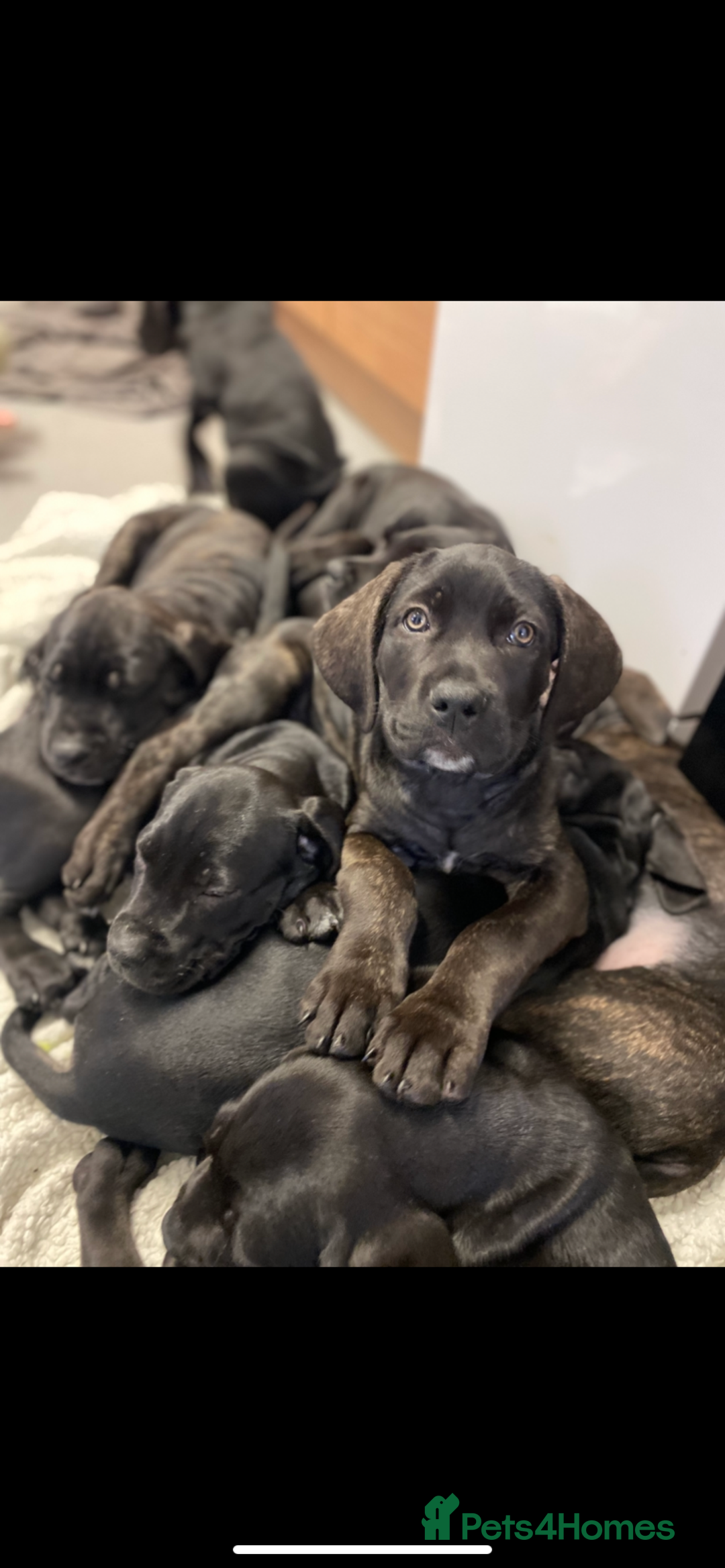 Cane Corso dogs for sale: 🐾 Beautiful Cane Corso Puppies – Ready Soon! 🐾 - Advert 8