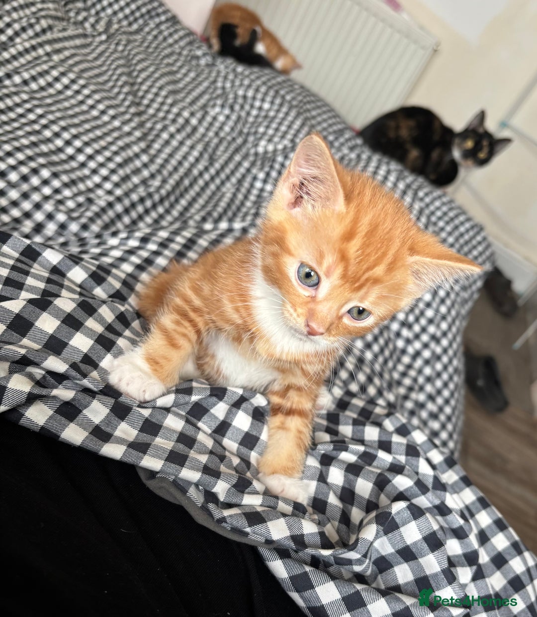 British Shorthair cats for sale: Kittens  - Image 5