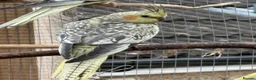 Cockatiels birds for sale: Baby cockatiels for sale in Appleby-in-Westmorland - Advert 5