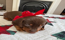 Miniature Dachshund dogs for sale: Miniature Dachshund puppies. Readying Soon! - Image 22