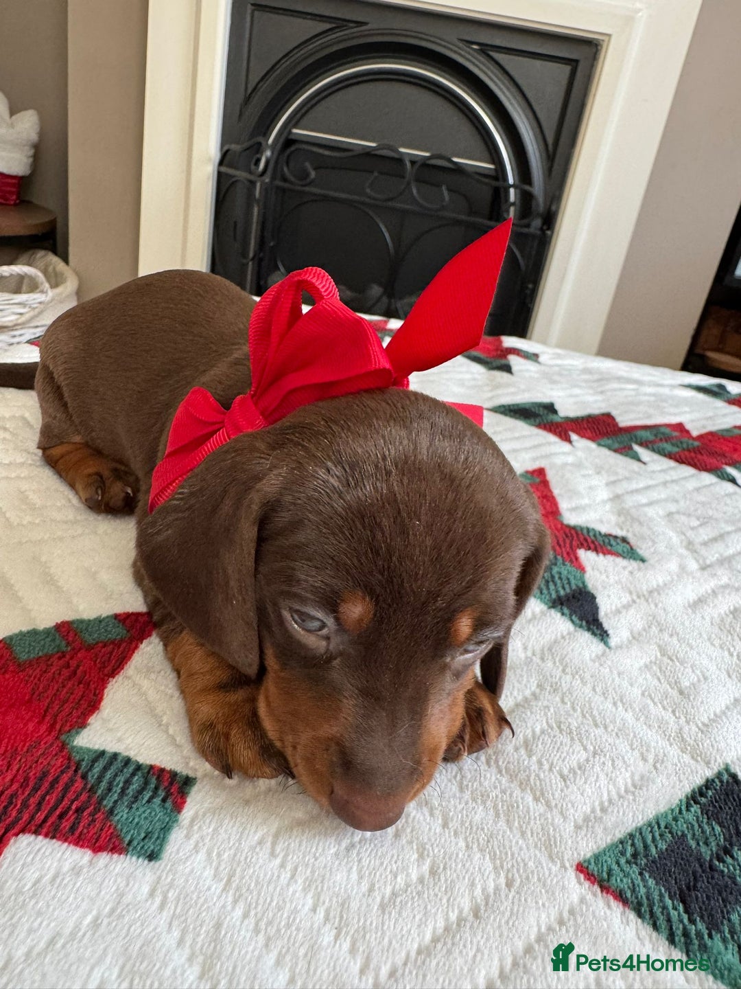 Miniature Dachshund dogs for sale: Miniature Dachshund puppies. Readying Soon! - Image 22